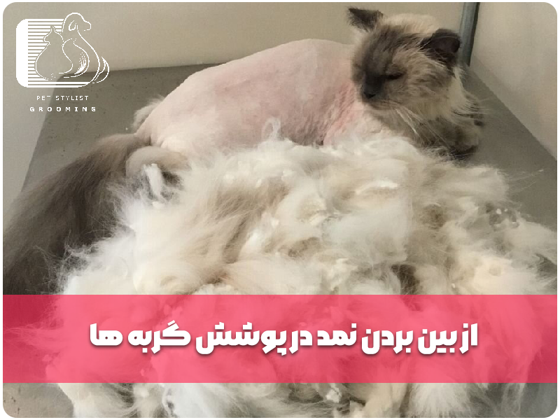 از بین بردن نمد در پوشش گربه‌ها